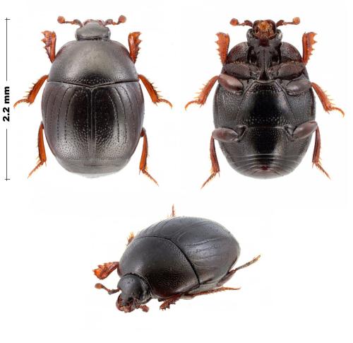 Chalcionellus amoenus